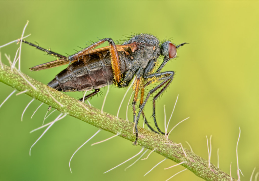 Canon EOS 40D + Canon MP-E 65mm F2.5 1-5x Macro Photo sample photo. Empis tessellata photography