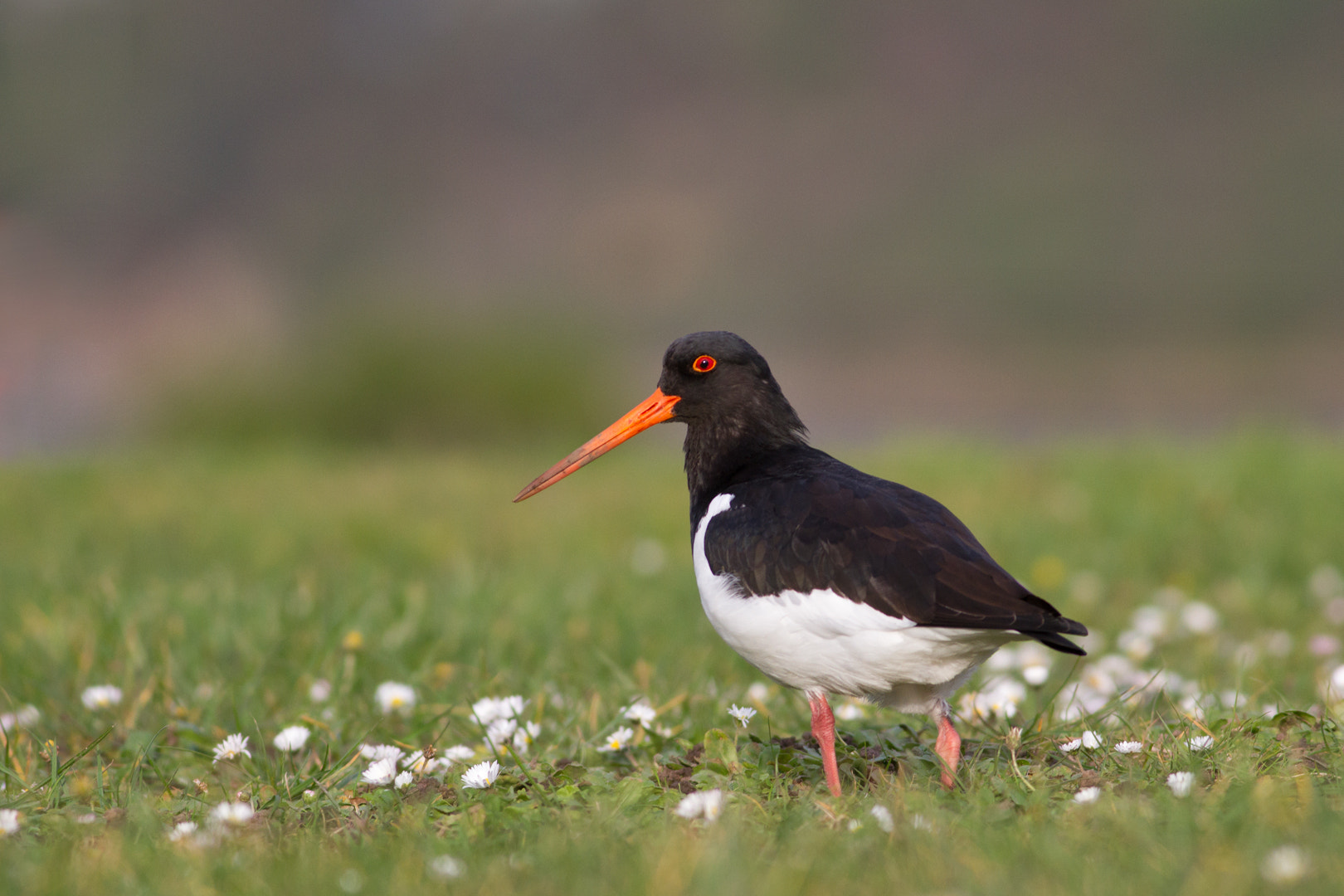 Canon EOS 7D + Canon EF 400mm F5.6L USM sample photo. Harbourside oystercatcher (5) photography