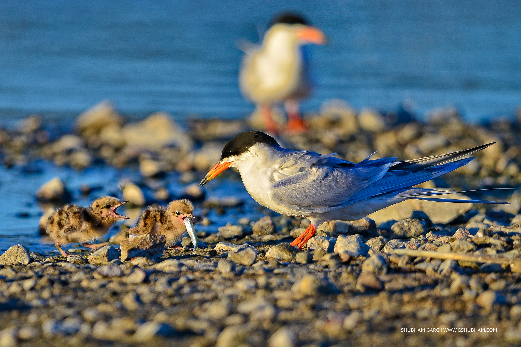 Nikon D800 + Nikon AF-S Nikkor 600mm F4G ED VR sample photo. "feeding youngsters" photography