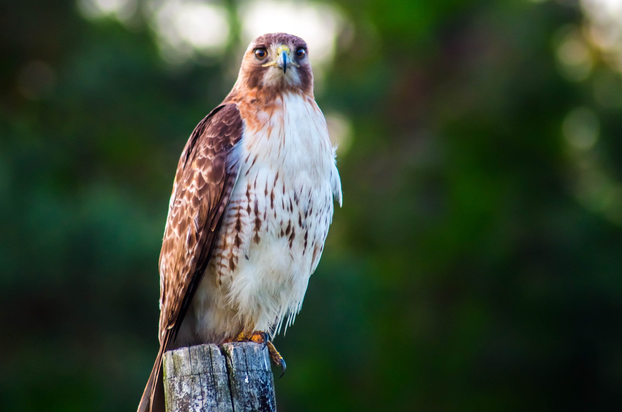 Tamron AF 70-300mm F4-5.6 Di LD Macro sample photo. Red tailed hawk #2 photography