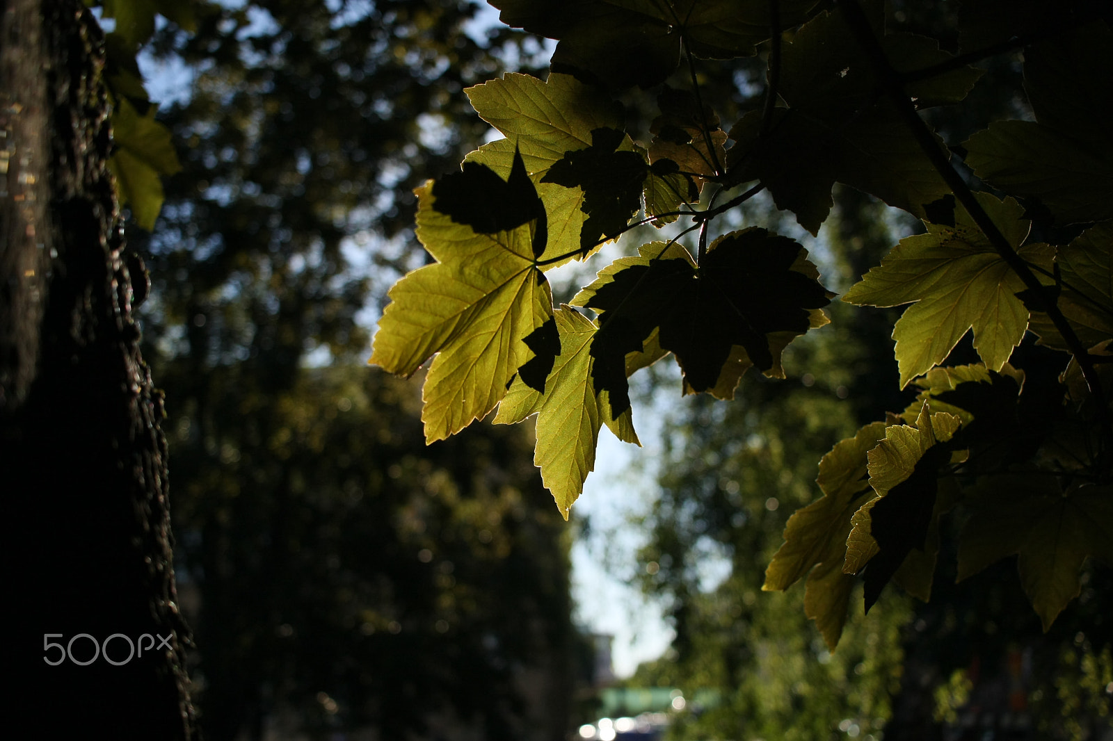 Canon EF-S 24mm F2.8 STM sample photo. Img_3982.jpg photography