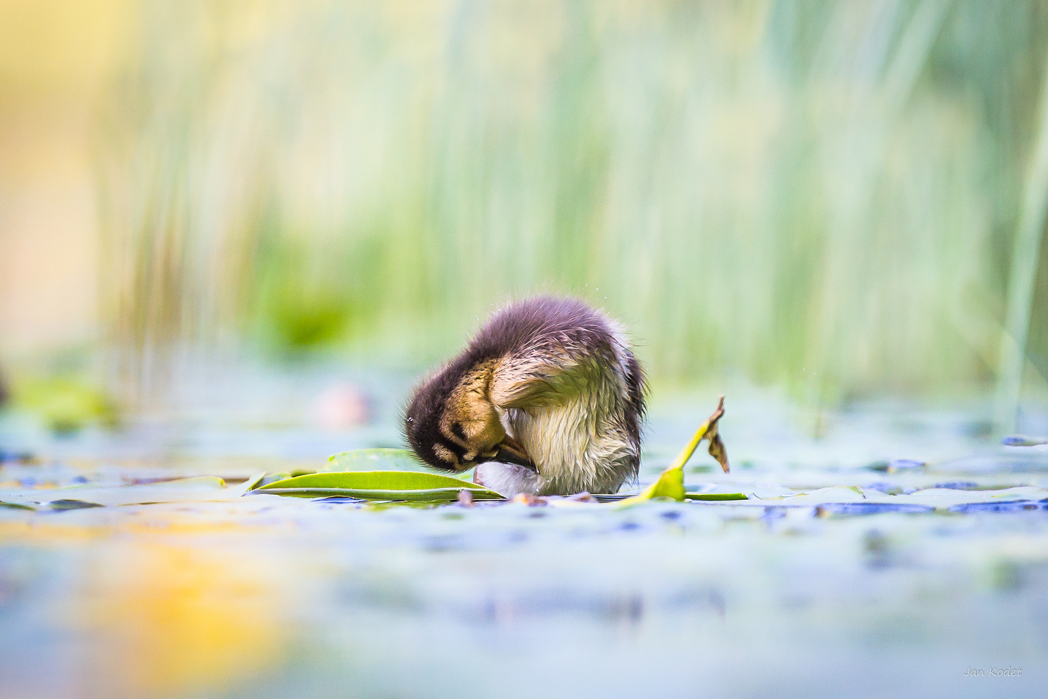 Canon EF 300mm F2.8L IS USM sample photo. Young wild duck photography