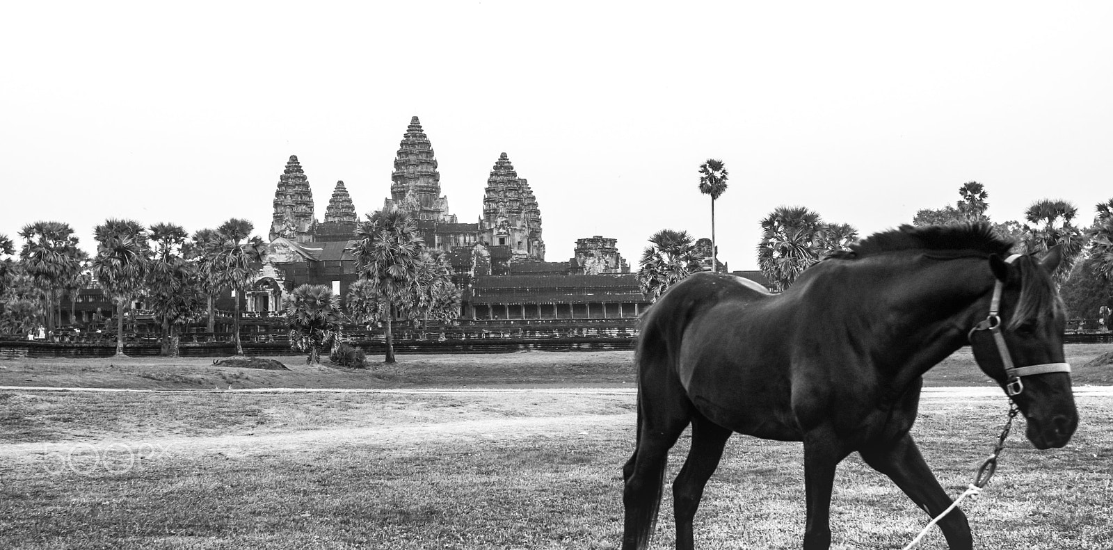 Sony SLT-A65 (SLT-A65V) + Sony 28mm F2.8 sample photo. Lonly horse in wat arun fild photography