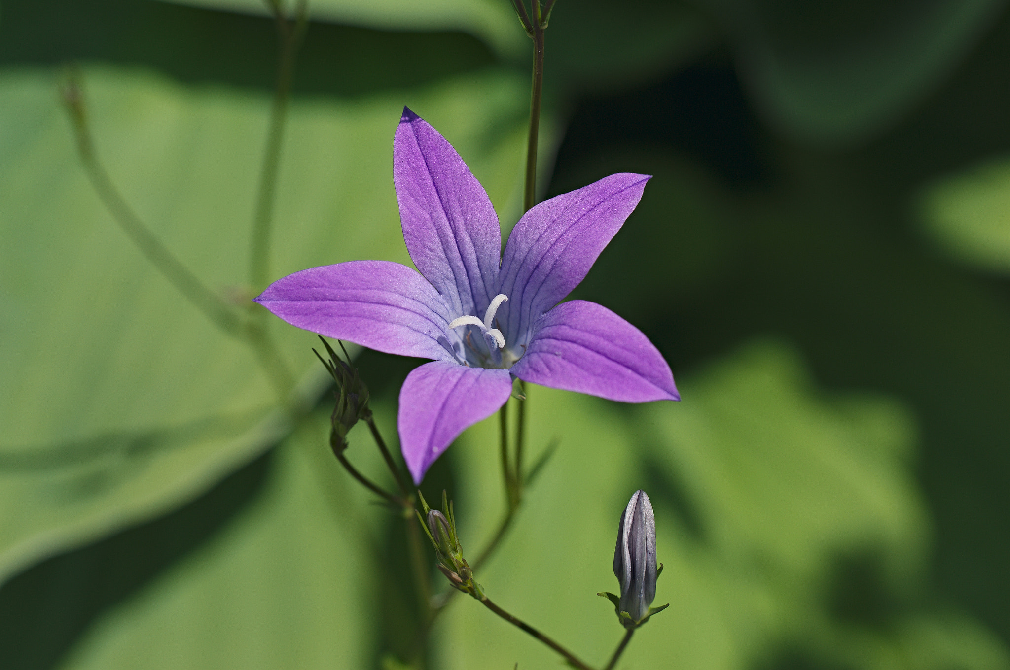 Nikon D3100 sample photo. Bellflower photography