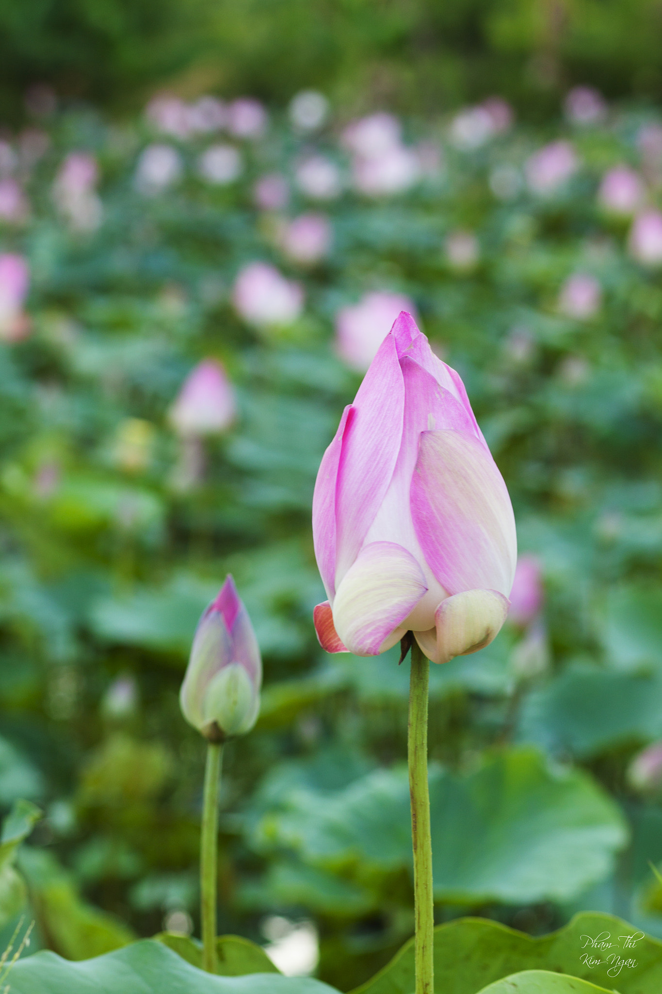 Canon EOS 500D (EOS Rebel T1i / EOS Kiss X3) sample photo. Lotus photography