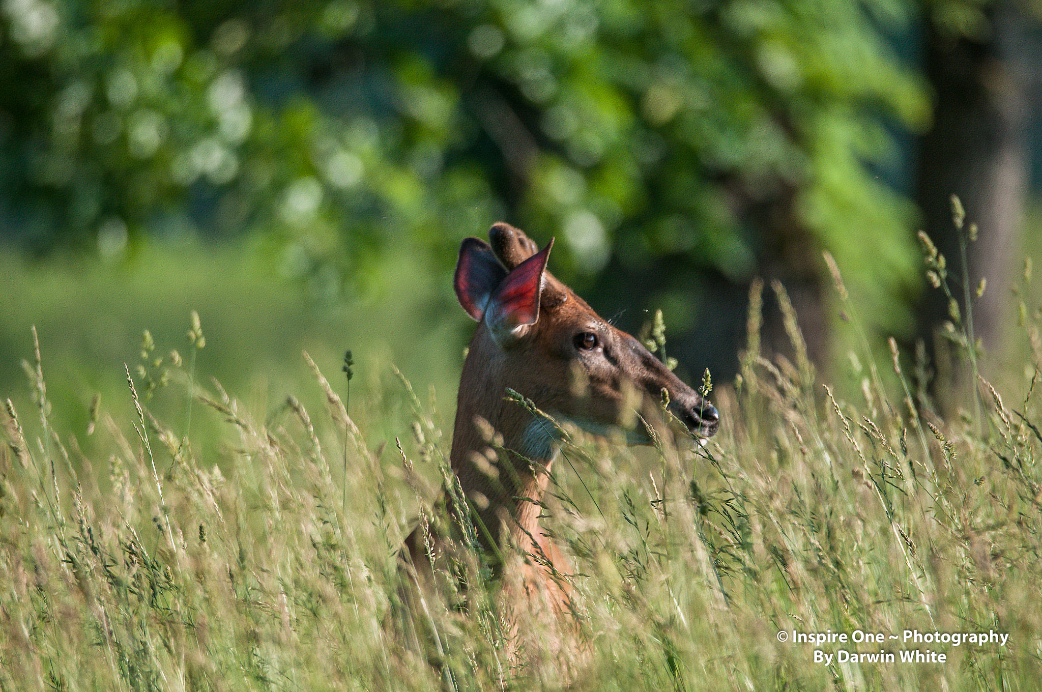 Sigma 150-600mm F5-6.3 DG OS HSM | S sample photo. Cades cove wild life and scenes photography