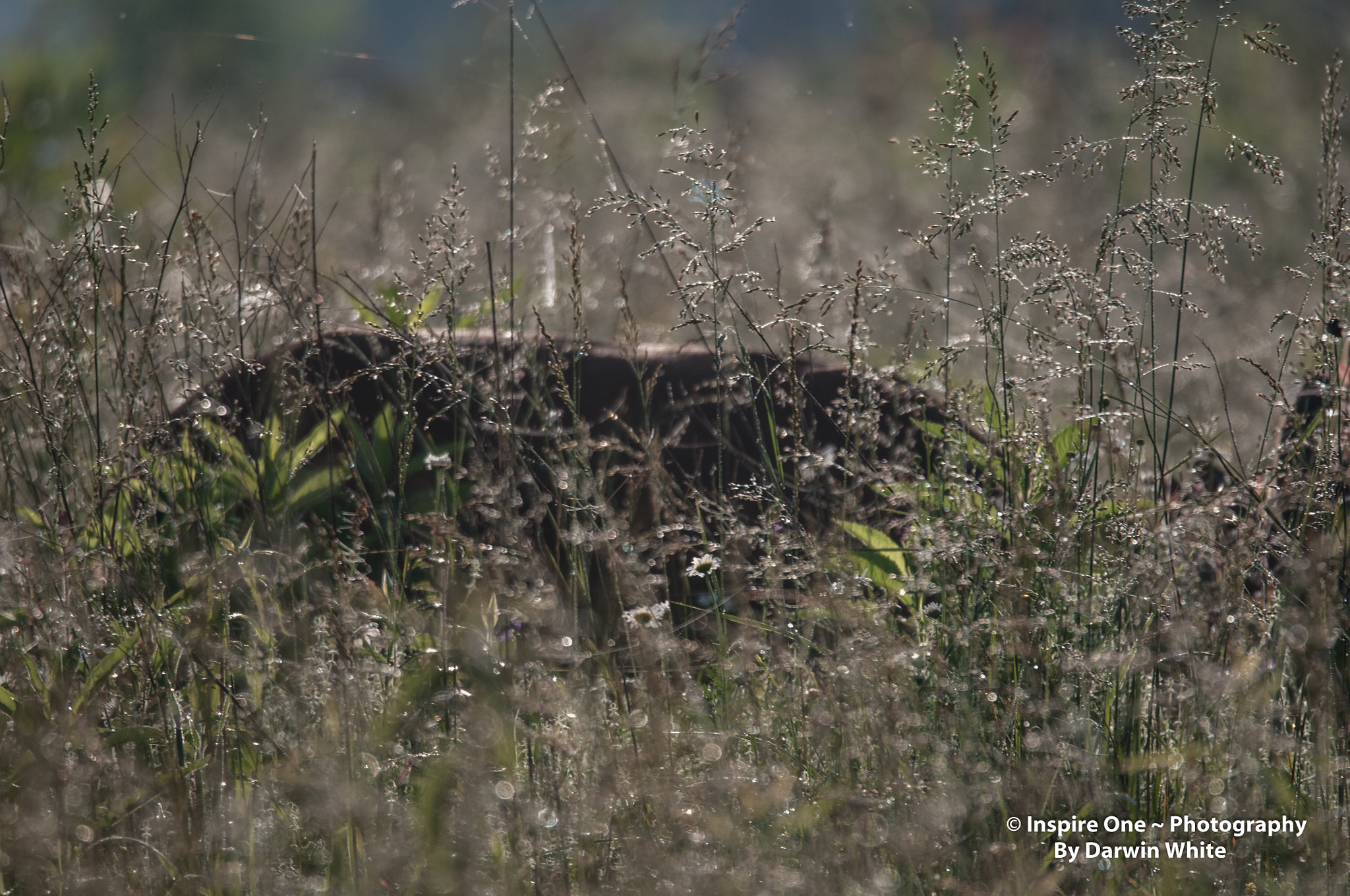 Sigma 150-600mm F5-6.3 DG OS HSM | S sample photo. Cades cove wild life and scenes photography
