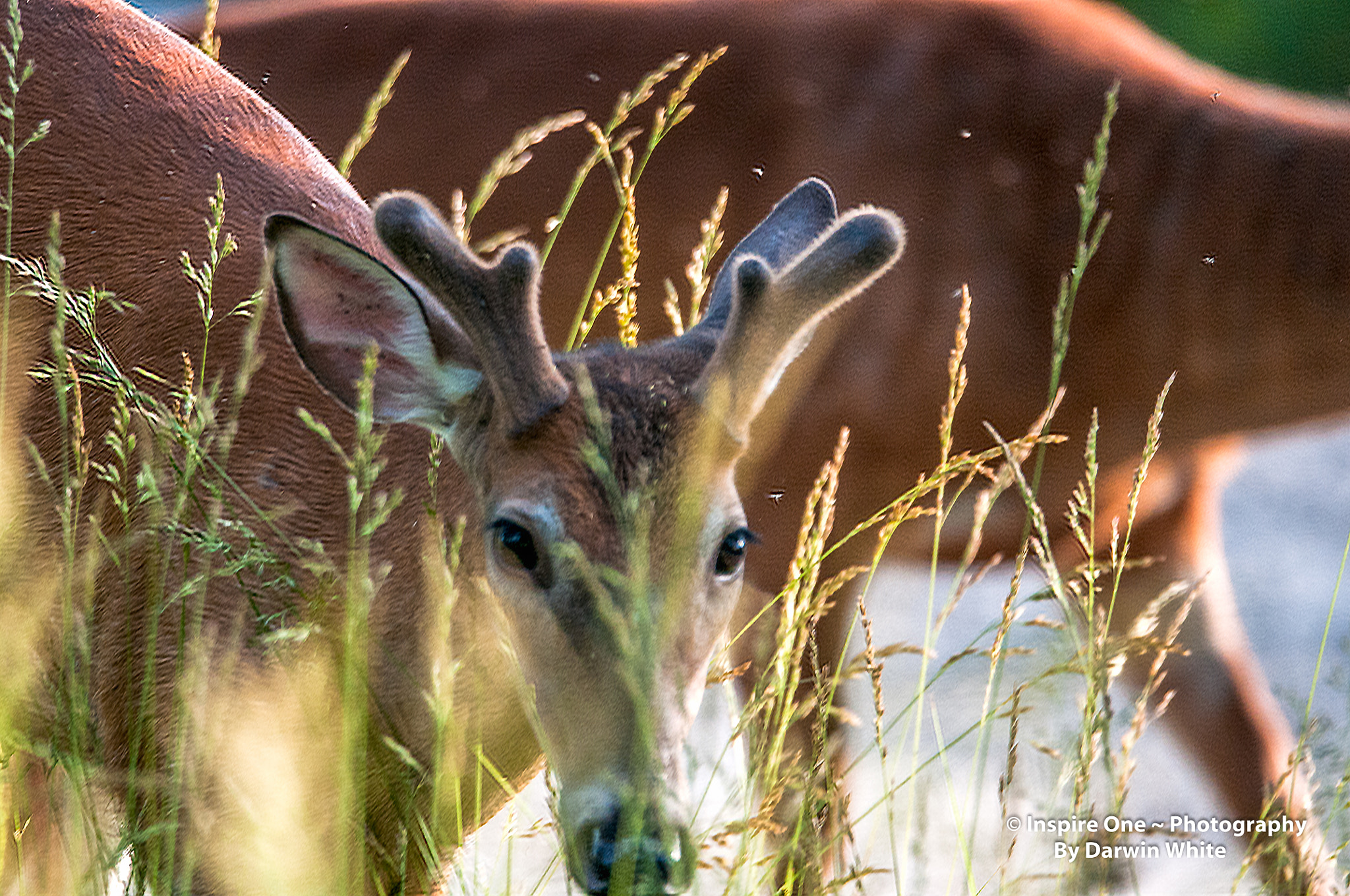Sigma 150-600mm F5-6.3 DG OS HSM | S sample photo. Cades cove wild life and scenes photography