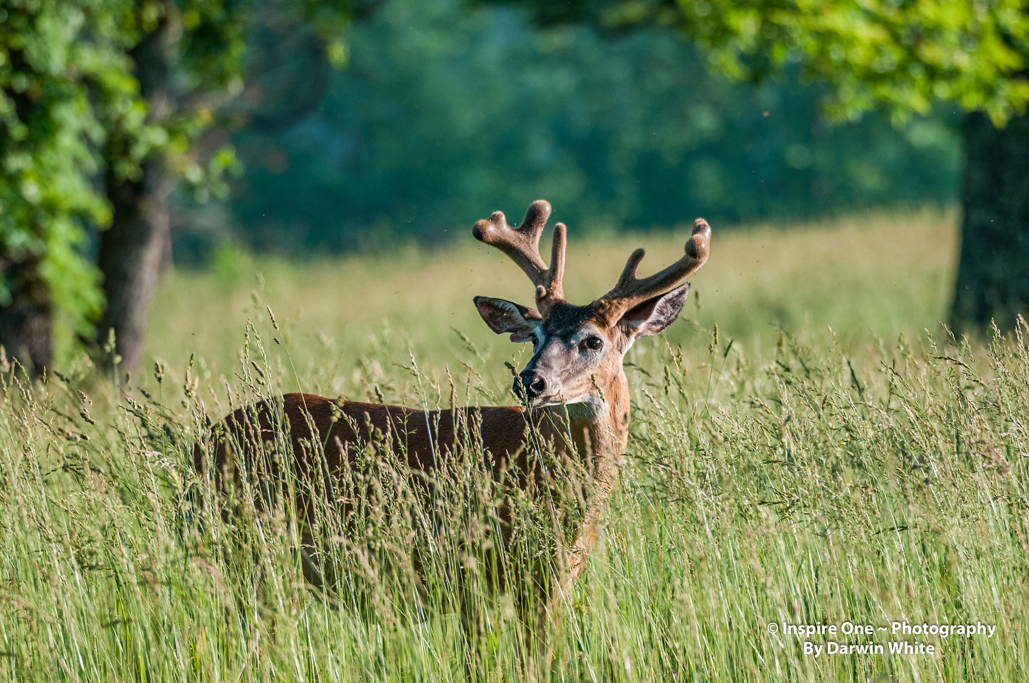 Sigma 150-600mm F5-6.3 DG OS HSM | S sample photo. Cades cove wild life and scenes photography