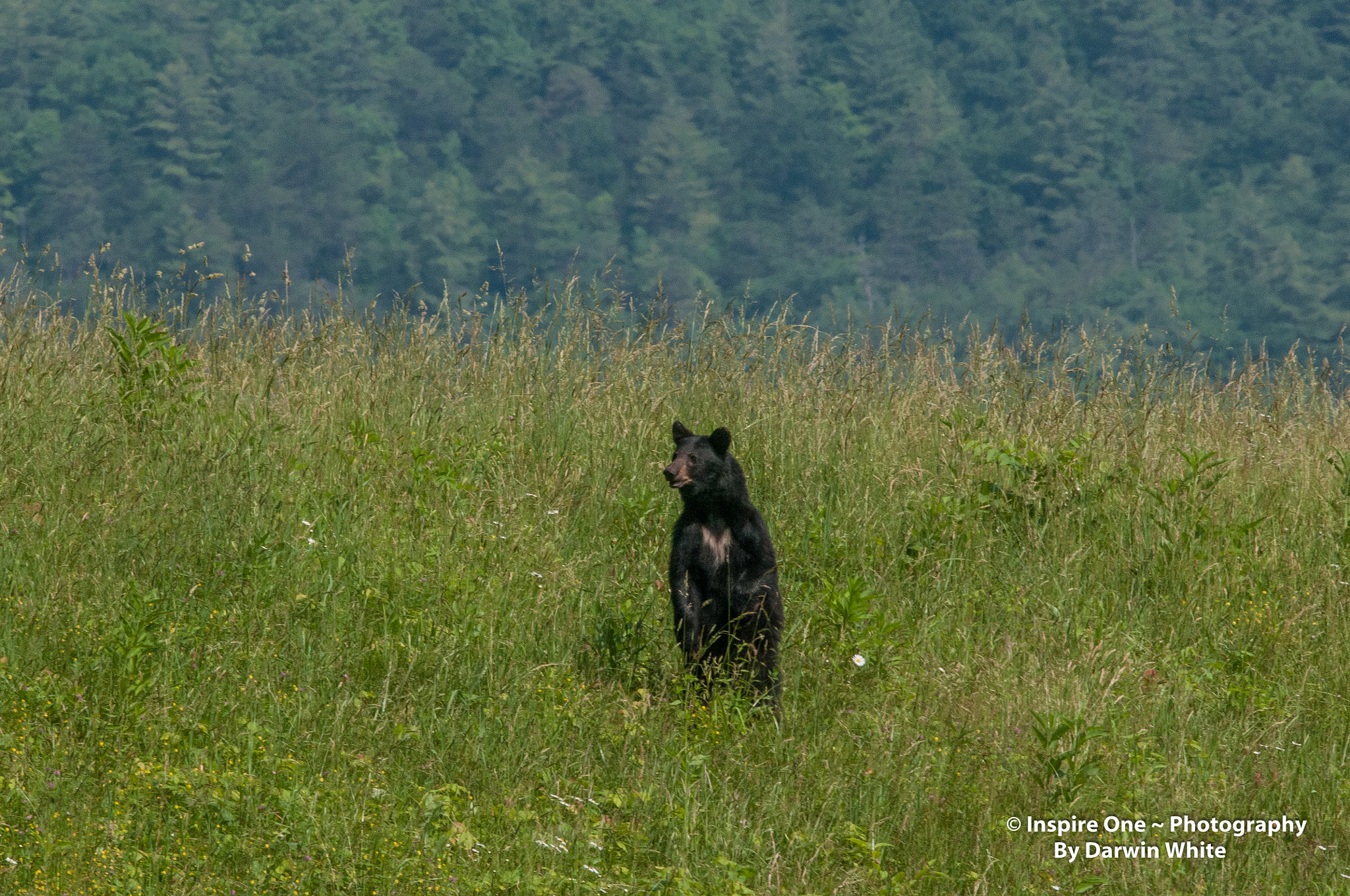 Sigma 150-600mm F5-6.3 DG OS HSM | S sample photo. Cades cove wild life and scenes photography