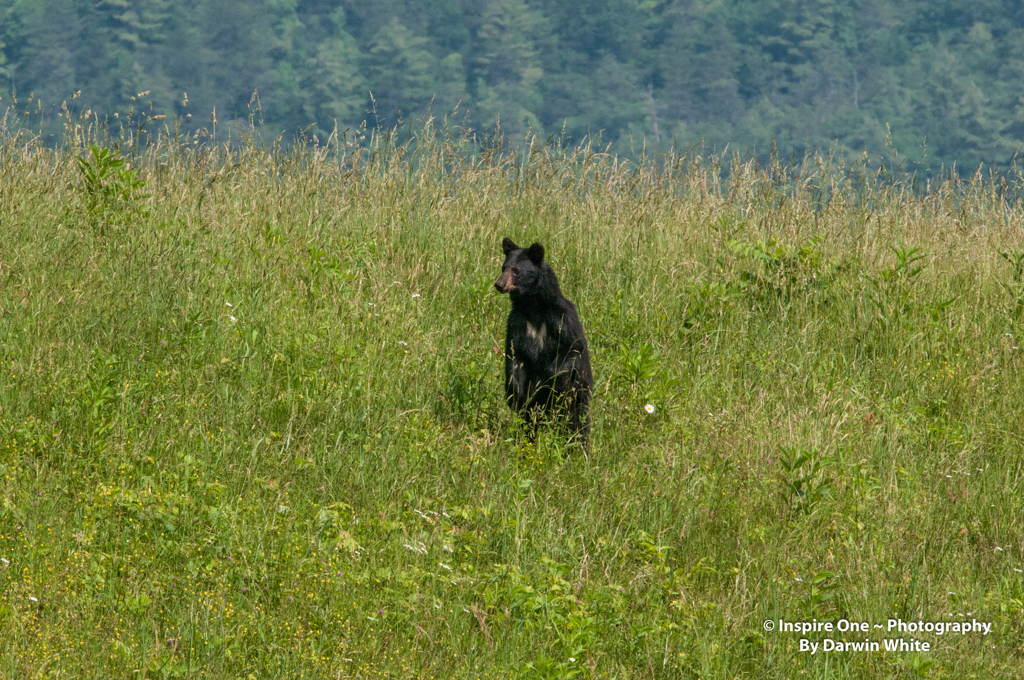 Nikon D300 + Sigma 150-600mm F5-6.3 DG OS HSM | S sample photo. Cades cove wild life and scenes photography