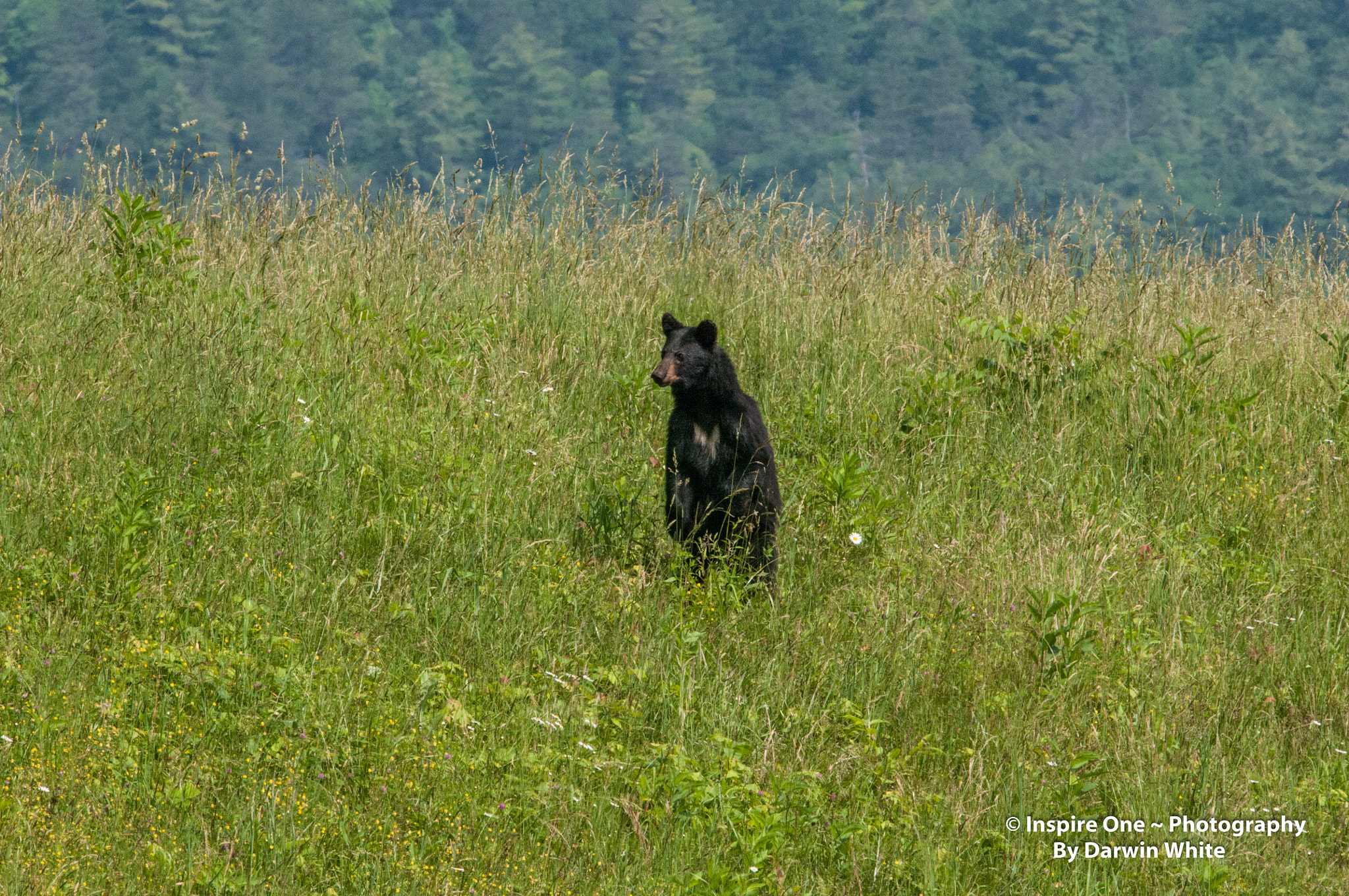 Sigma 150-600mm F5-6.3 DG OS HSM | S sample photo. Cades cove wild life and scenes photography