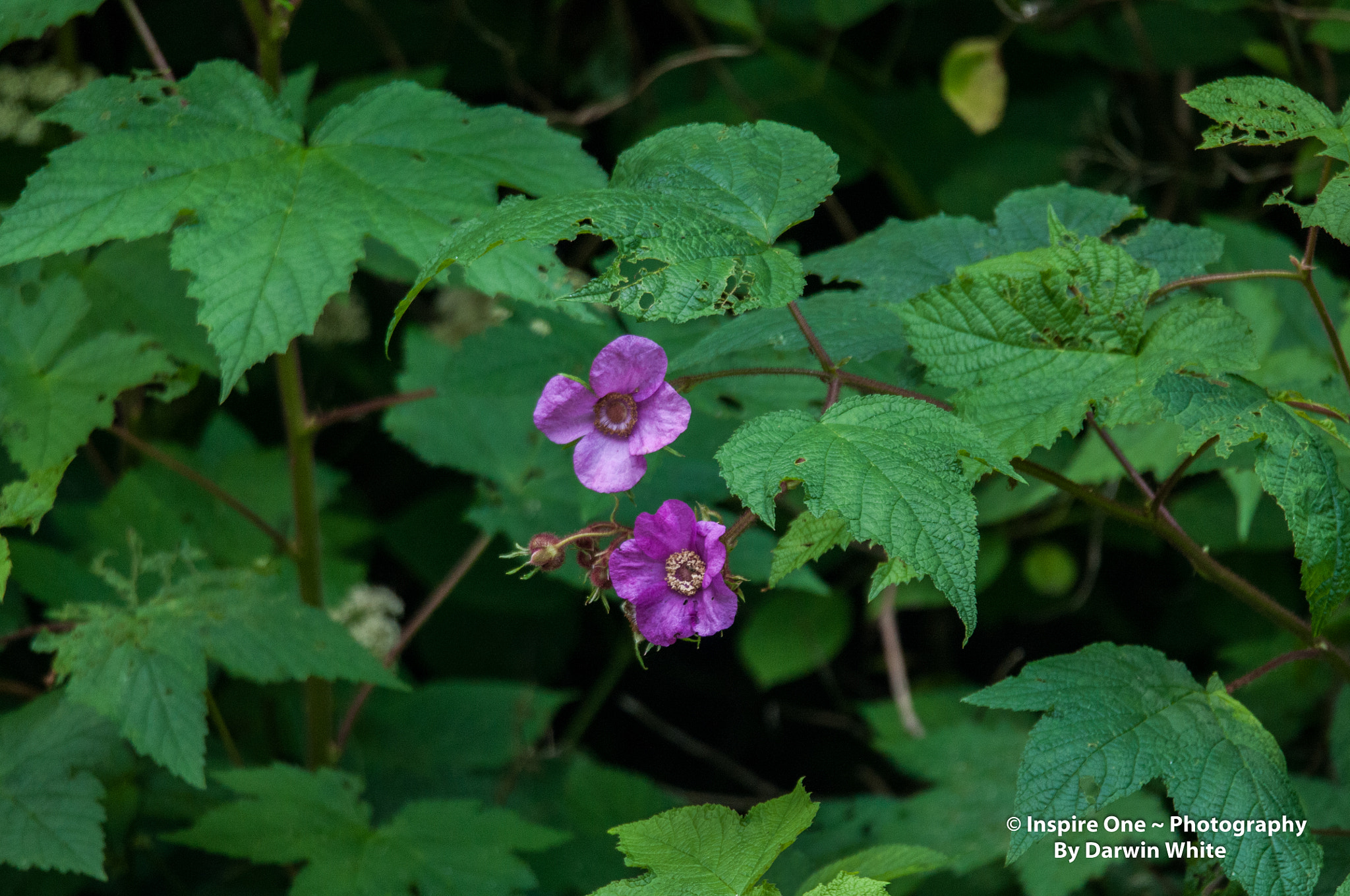 Sigma 150-600mm F5-6.3 DG OS HSM | S sample photo. Cades cove wild life and scenes photography