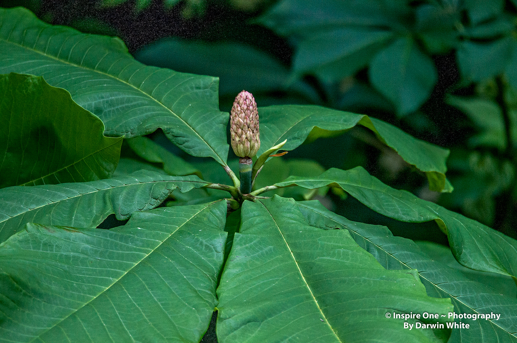 Sigma 150-600mm F5-6.3 DG OS HSM | S sample photo. Cades cove wild life and scenes photography