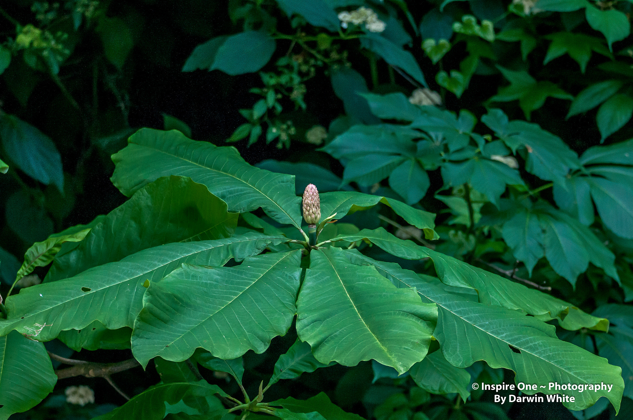 Sigma 150-600mm F5-6.3 DG OS HSM | S sample photo. Cades cove wild life and scenes photography