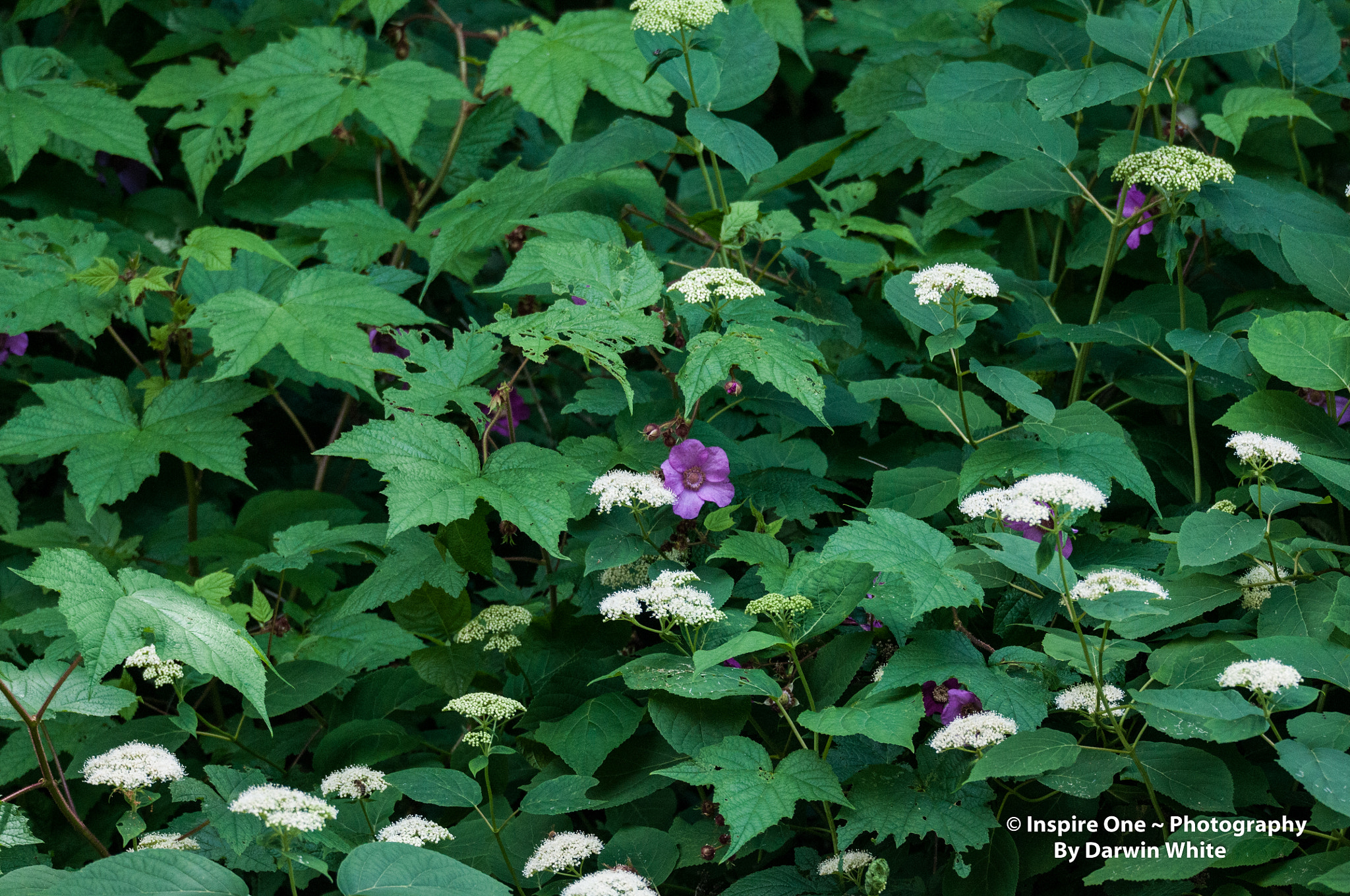 Sigma 150-600mm F5-6.3 DG OS HSM | S sample photo. Cades cove wild life and scenes photography