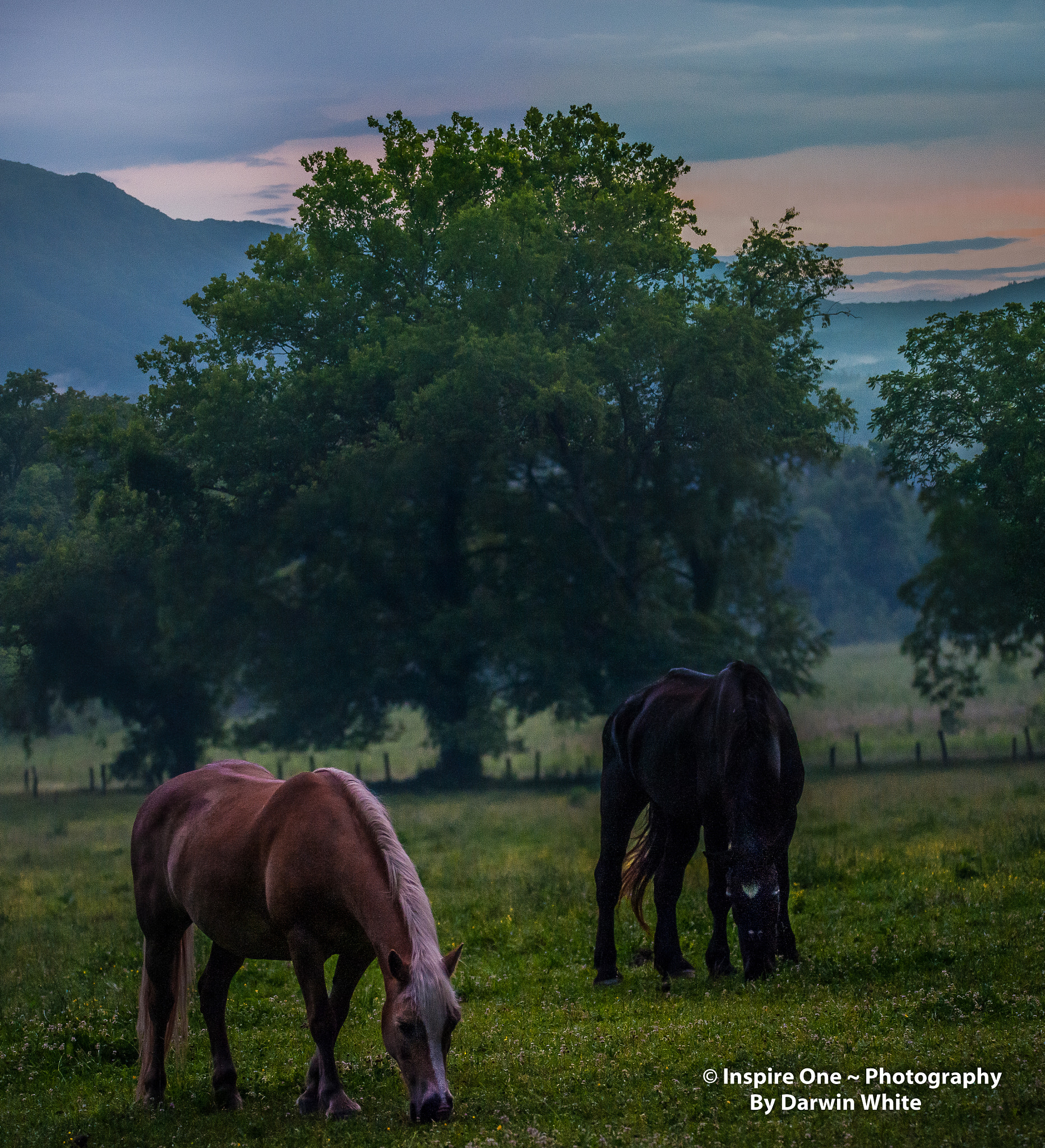 Sigma 150-600mm F5-6.3 DG OS HSM | S sample photo. Cades cove wild life and scenes photography