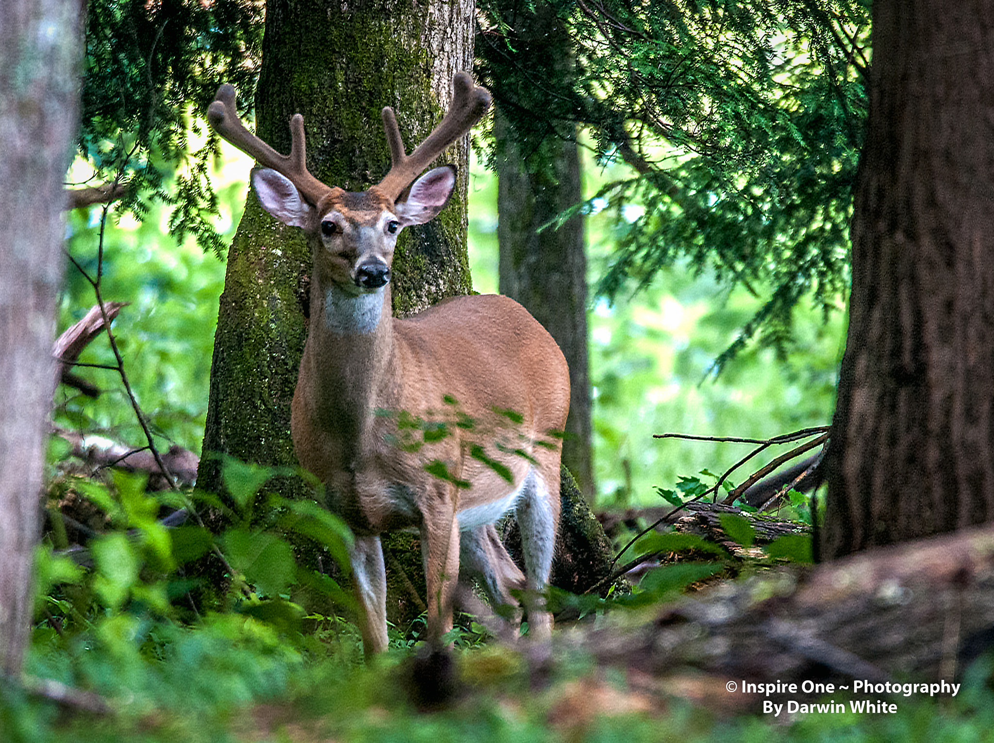 Sigma 150-600mm F5-6.3 DG OS HSM | S sample photo. Cades cove wild life and scenes photography