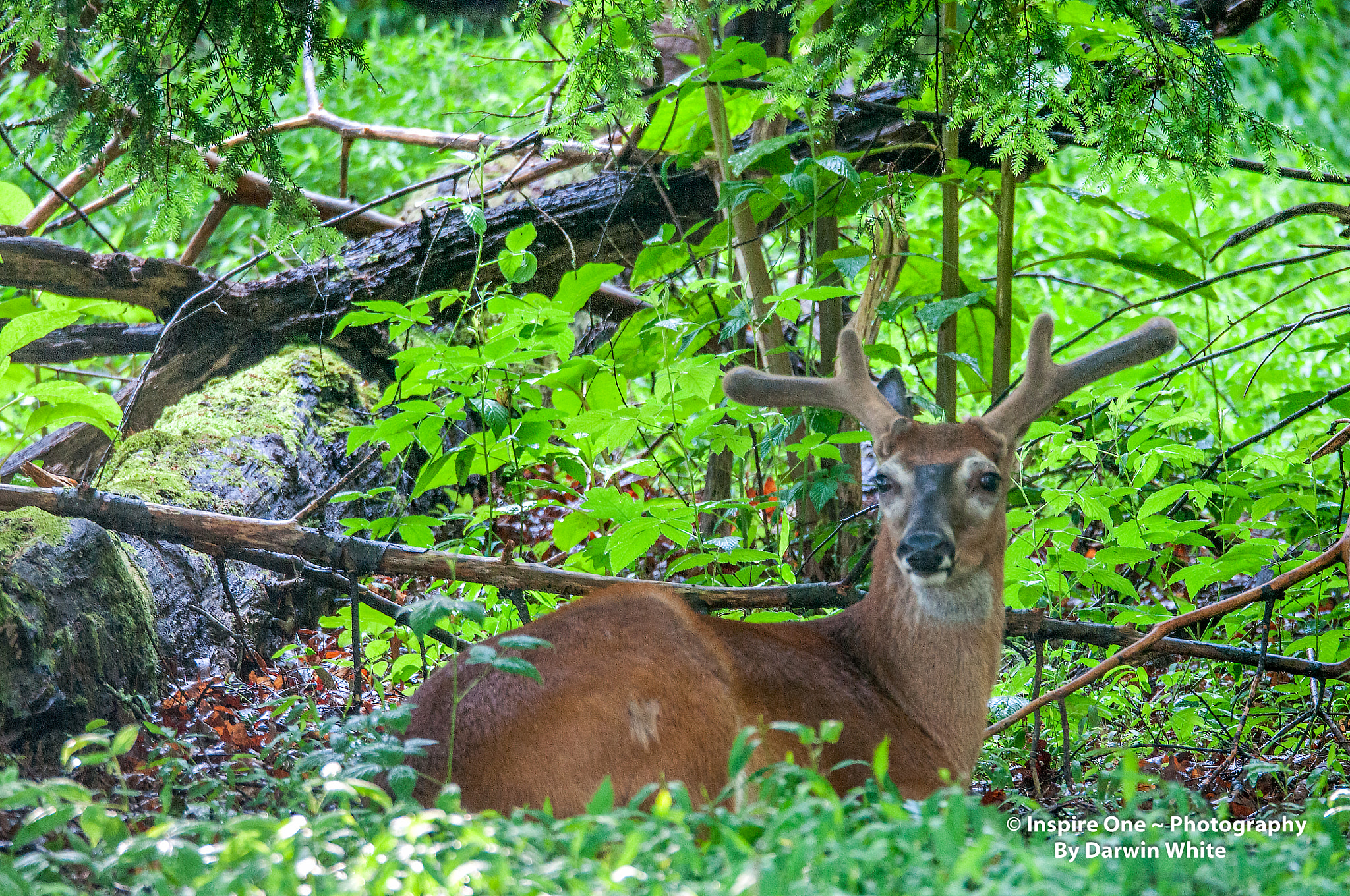 Nikon D300 + Sigma 150-600mm F5-6.3 DG OS HSM | S sample photo. Cades cove wild life and scenes photography
