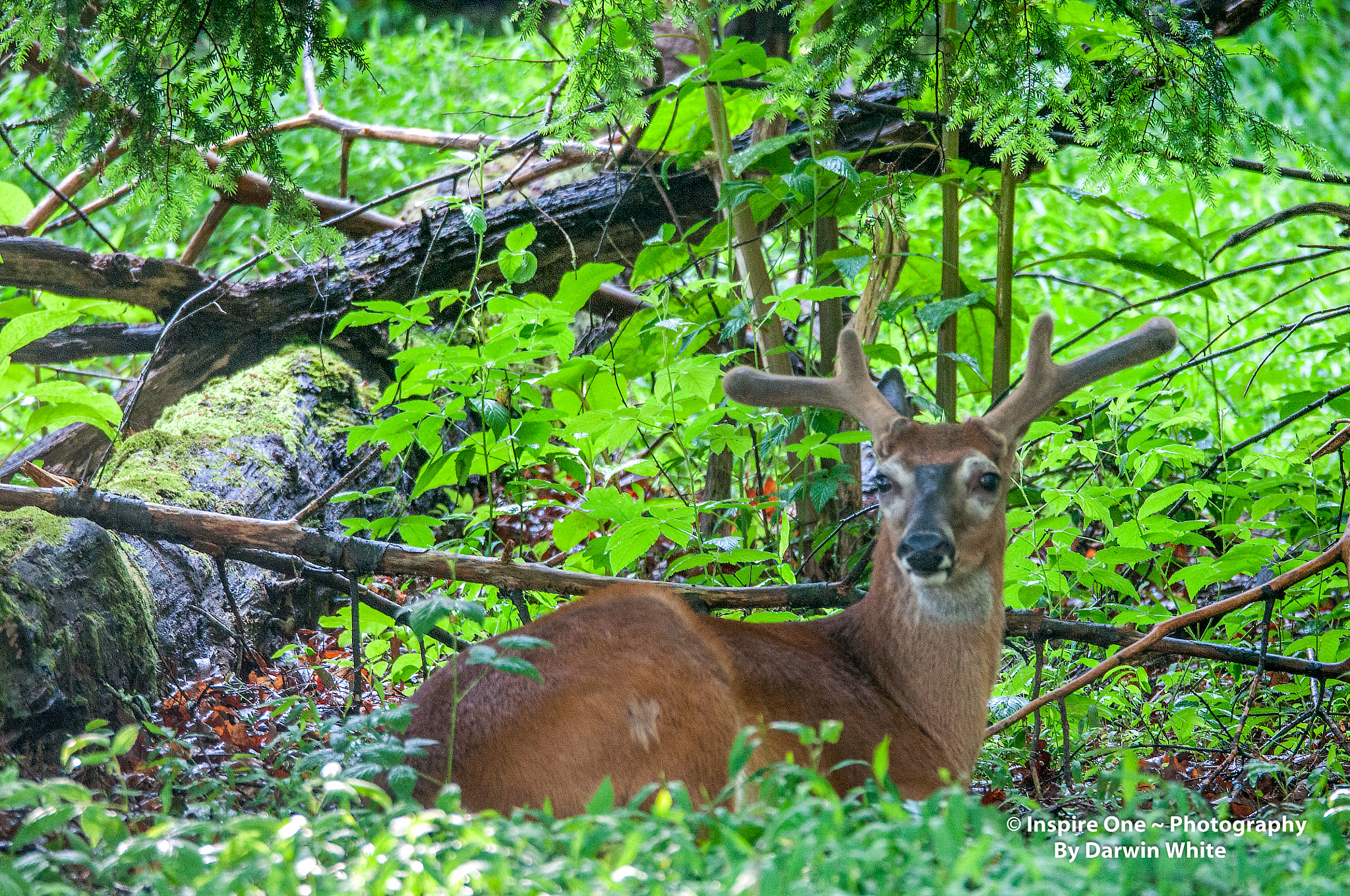 Sigma 150-600mm F5-6.3 DG OS HSM | S sample photo. Cades cove wild life and scenes photography