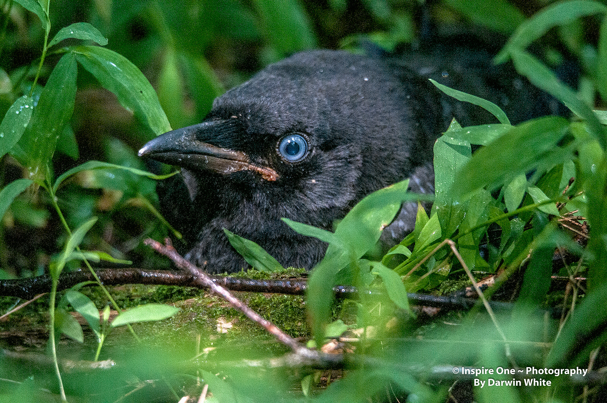 Sigma 150-600mm F5-6.3 DG OS HSM | S sample photo. Cades cove wild life and scenes photography