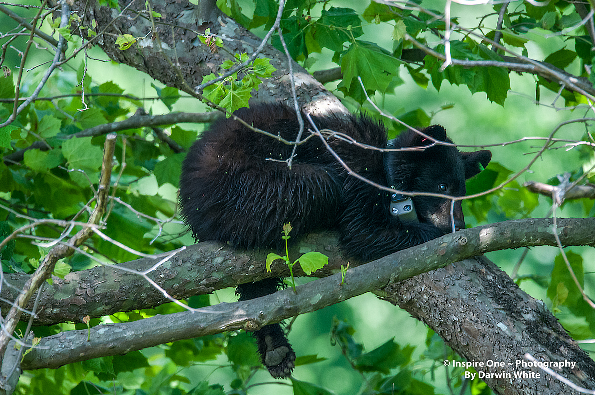 Sigma 150-600mm F5-6.3 DG OS HSM | S sample photo. Cades cove wild life and scenes photography