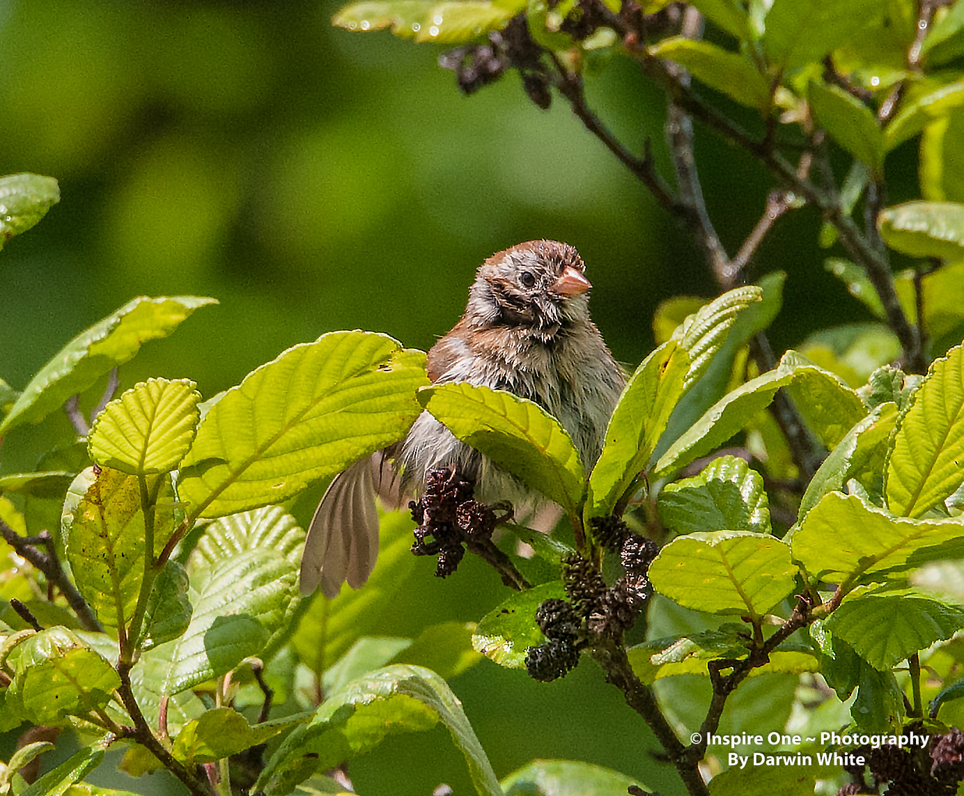 Sigma 150-600mm F5-6.3 DG OS HSM | S sample photo. Cades cove wild life and scenes photography