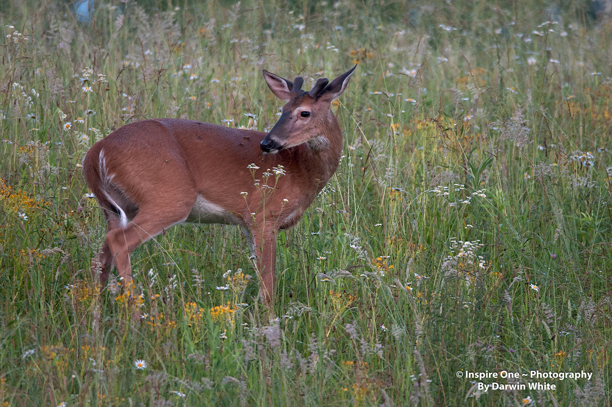 Sigma 150-600mm F5-6.3 DG OS HSM | S sample photo. Cades cove wild life and scenes photography