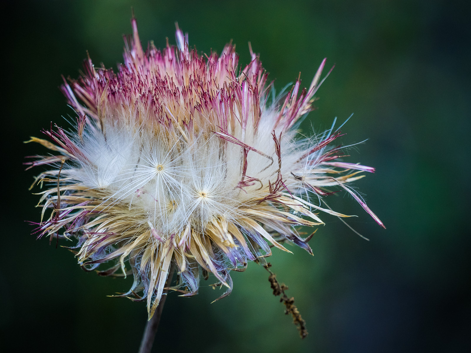 Olympus OM-D E-M1 + LEICA DG 100-400/F4.0-6.3 sample photo. Thistle 2 photography