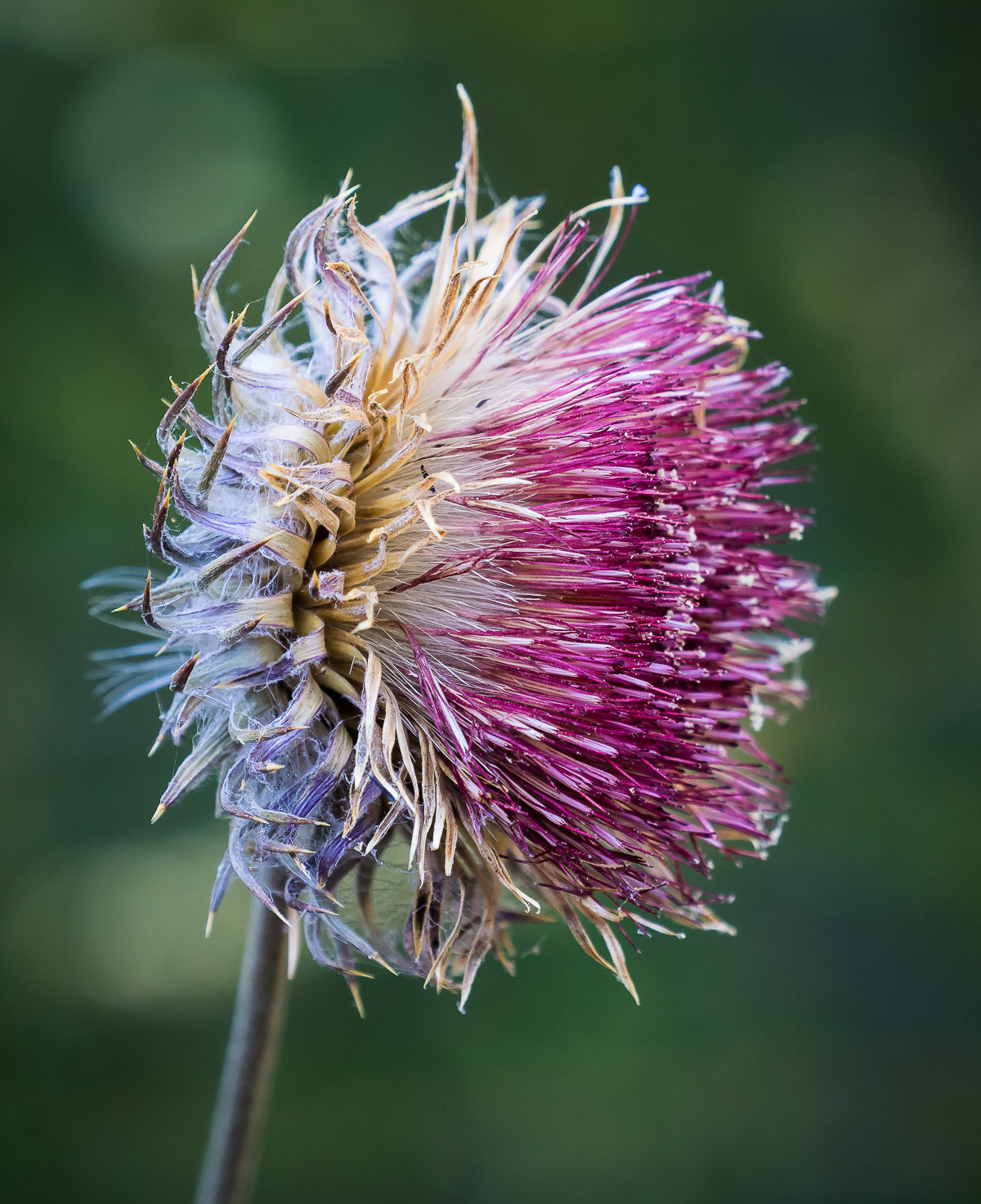 Olympus OM-D E-M1 + LEICA DG 100-400/F4.0-6.3 sample photo. Thistle 1 photography