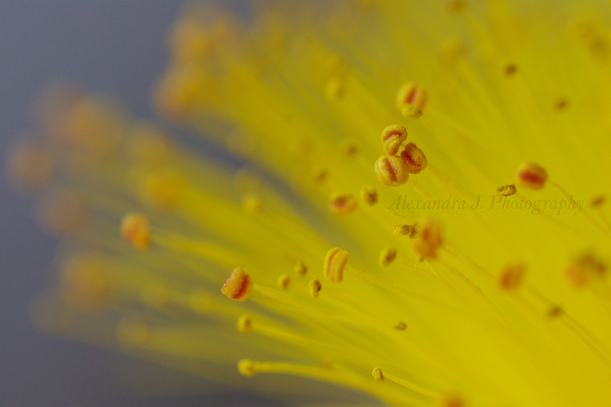 Tamron SP AF 90mm F2.8 Di Macro sample photo. Yellow photography
