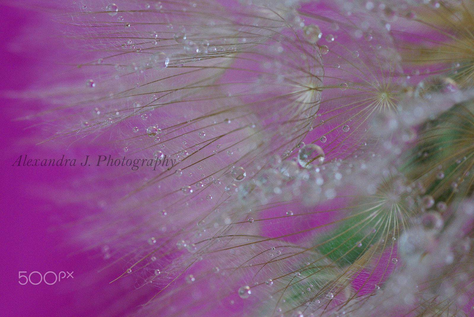 Pentax K10D sample photo. Tragopogon photography