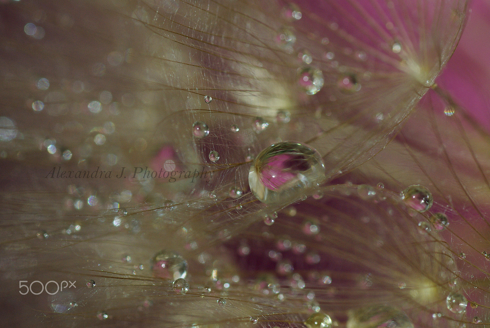 Tamron SP AF 90mm F2.8 Di Macro sample photo. Tragopogon photography