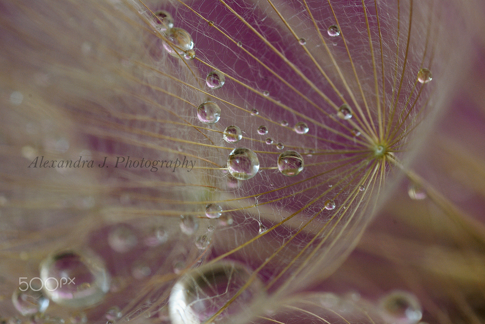 Pentax K10D sample photo. Tragopogon photography