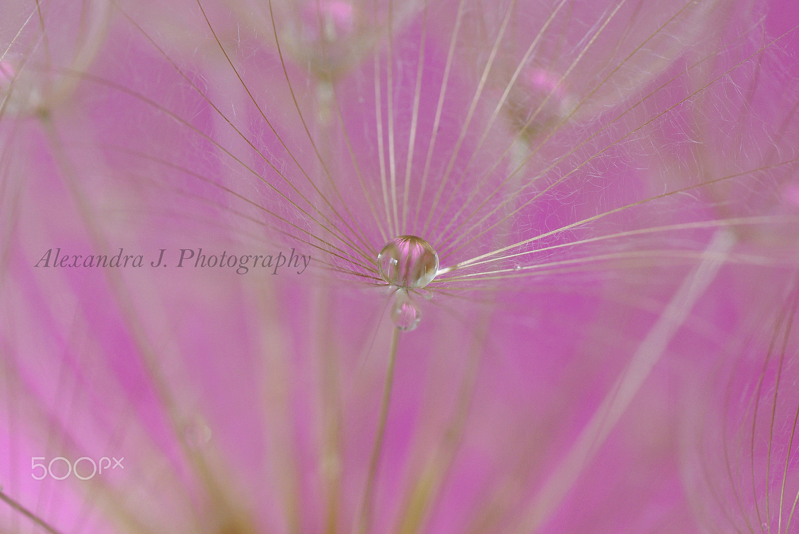 Pentax K10D sample photo. Tragopogon photography