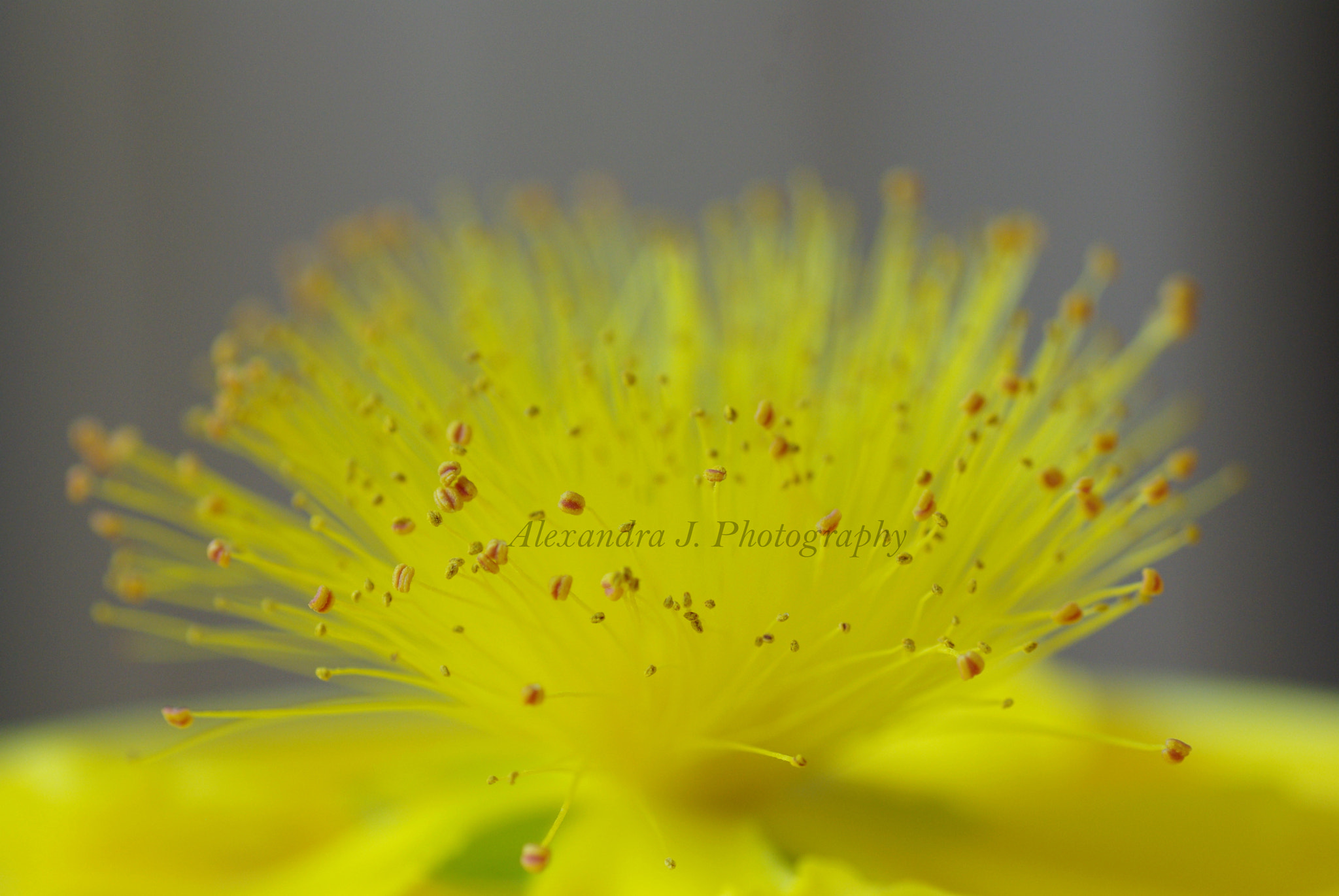 Tamron SP AF 90mm F2.8 Di Macro sample photo. Yellow photography