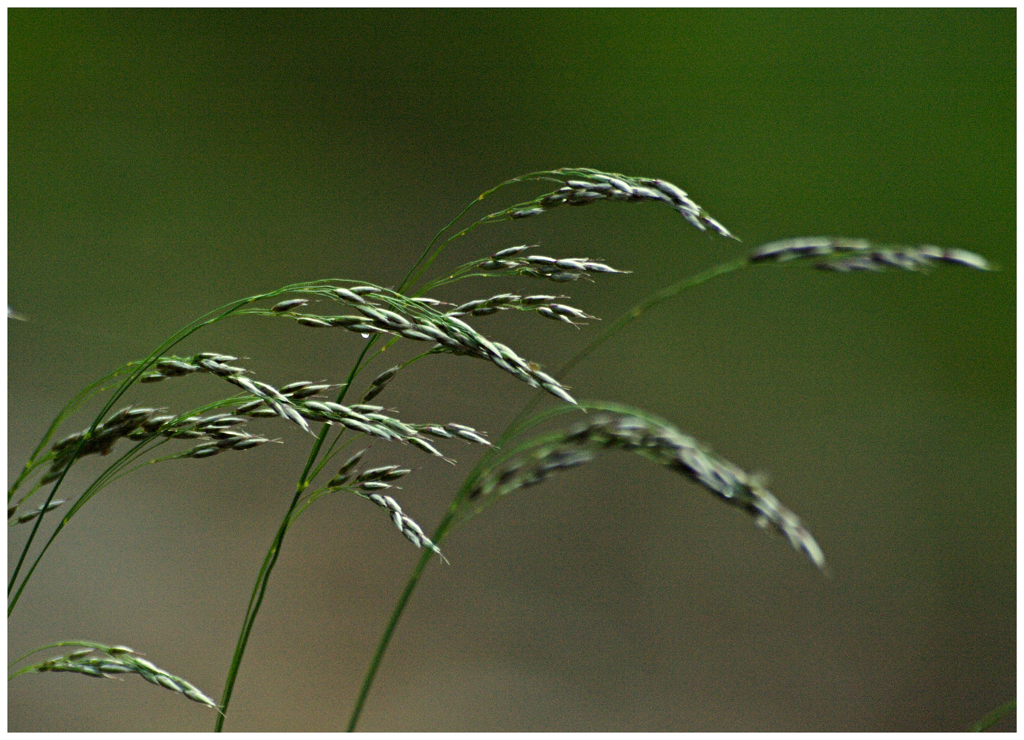 Olympus E-510 (EVOLT E-510) + 70.00 - 300.00 mm f/4.0 - 5.6 sample photo. The forest grass.. photography