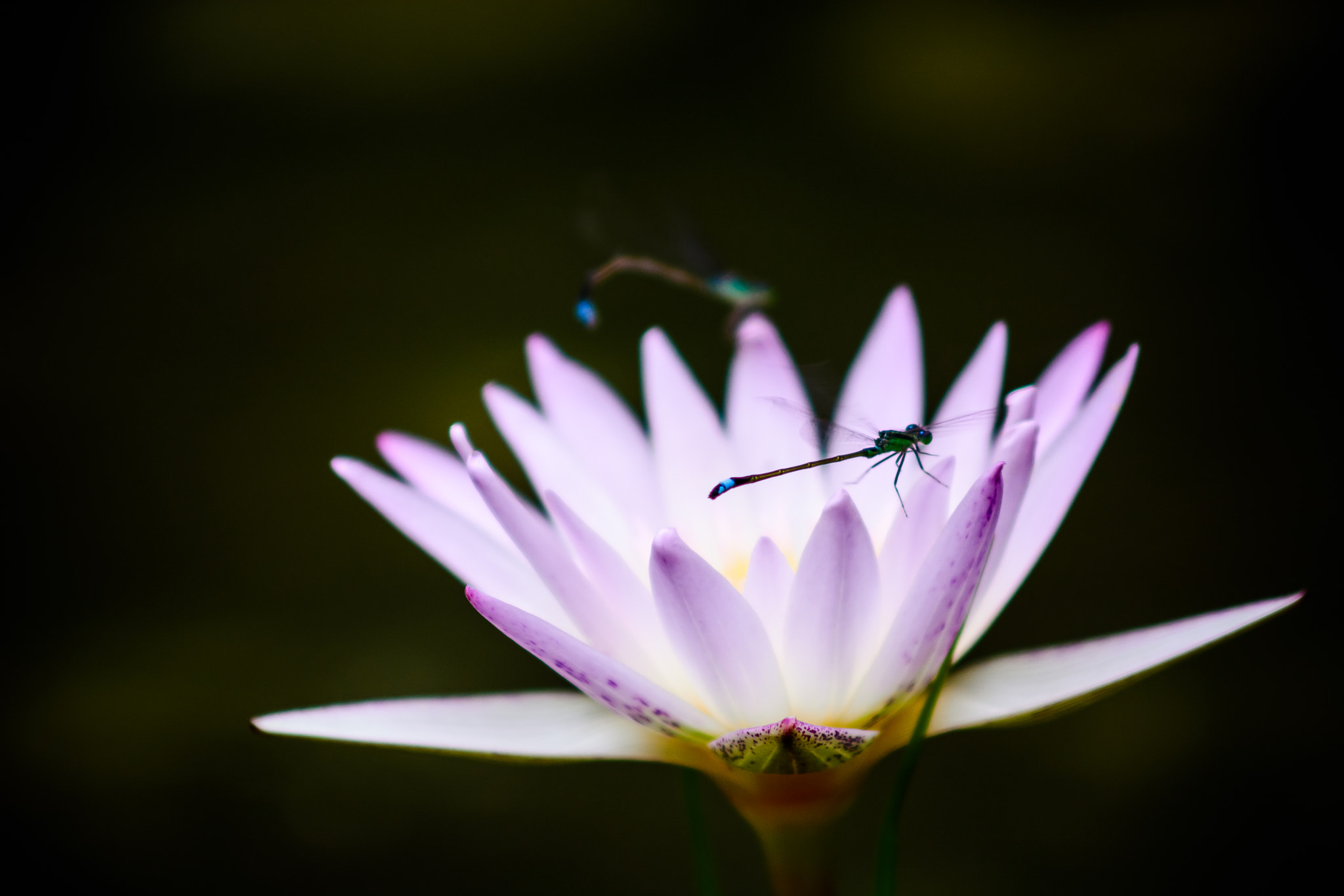 AF Zoom-Nikkor 75-300mm f/4.5-5.6 sample photo. Lotus and wanderer photography