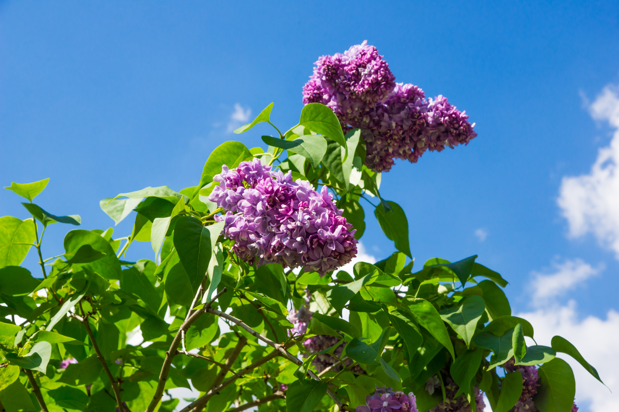 Sony SLT-A77 sample photo. Lilac photography