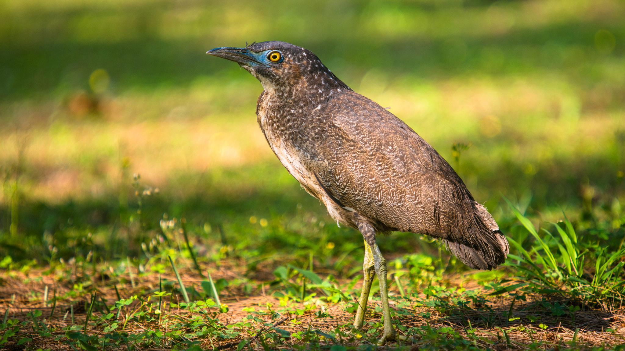 Sigma APO Tele Macro 400mm F5.6 sample photo. 黑冠麻鷺 photography