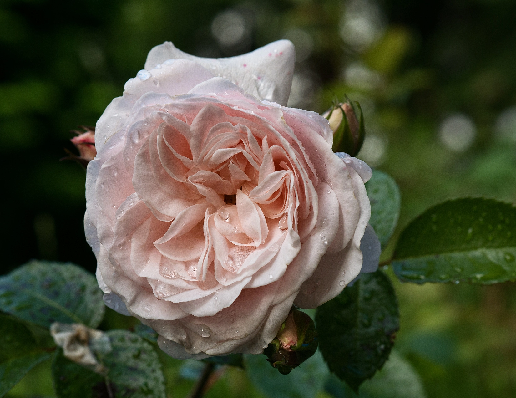 Panasonic Leica DG Nocticron 42.5mm F1.2 ASPH OIS sample photo. Good morning rose photography