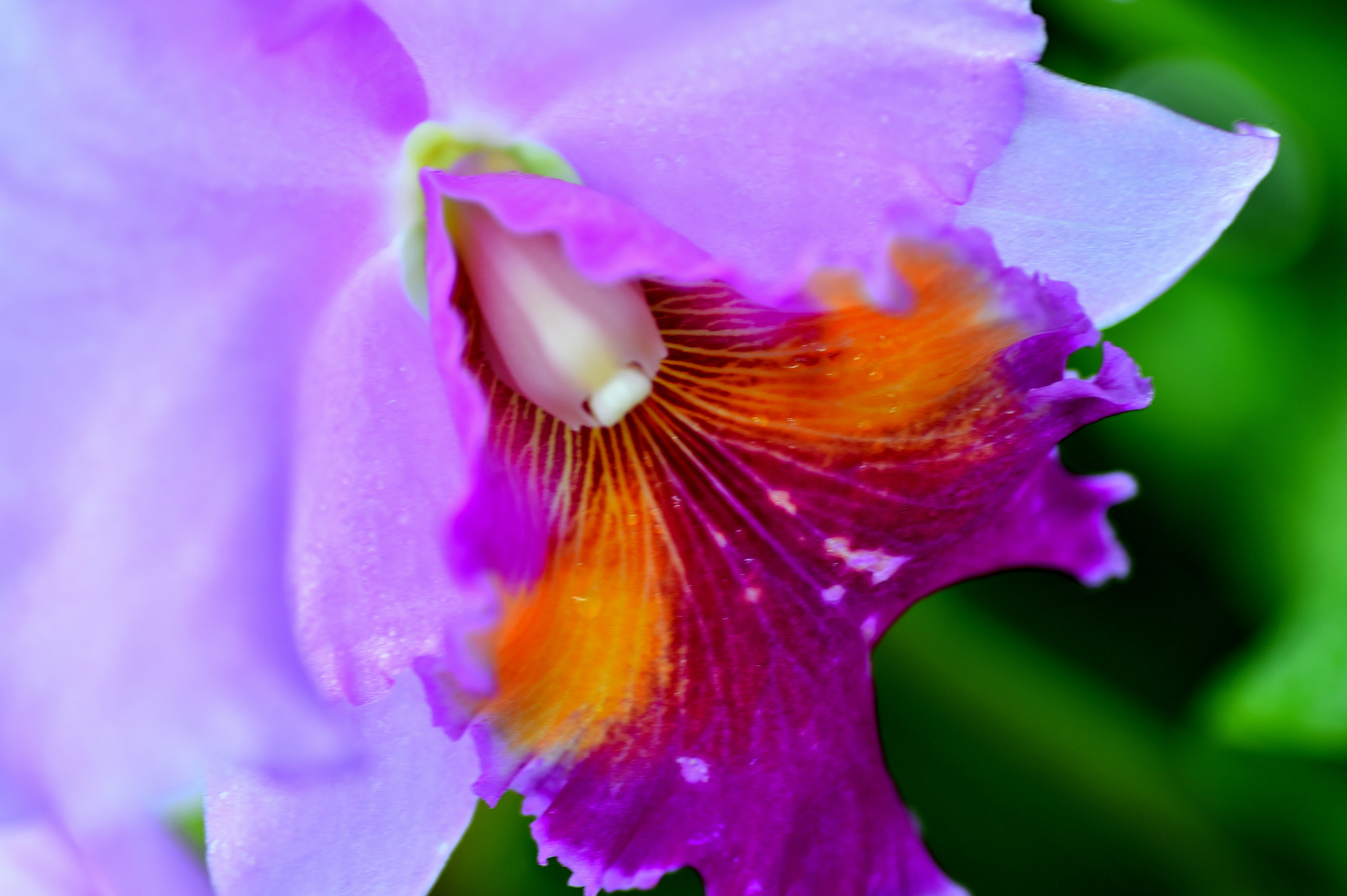 Nikon D4S sample photo. Cattleya photography