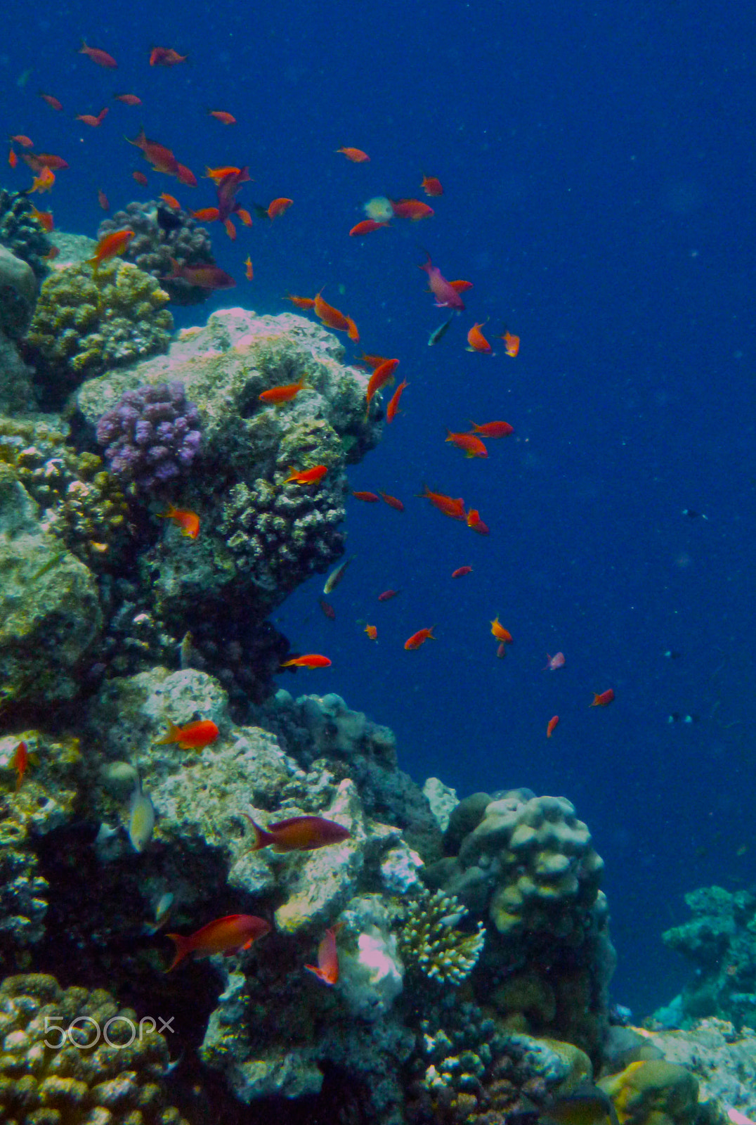 Panasonic DMC-FT3 sample photo. Coral reef photography