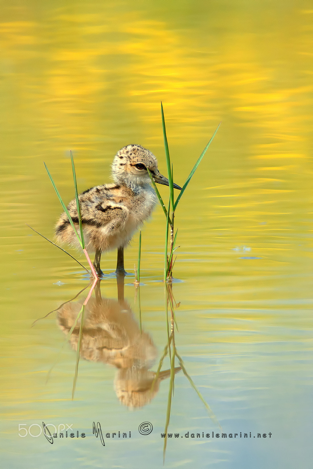 Canon EF 600mm F4L IS USM sample photo. Black winged stilt - cavaliere d'italia - (himantopus himantopus) photography
