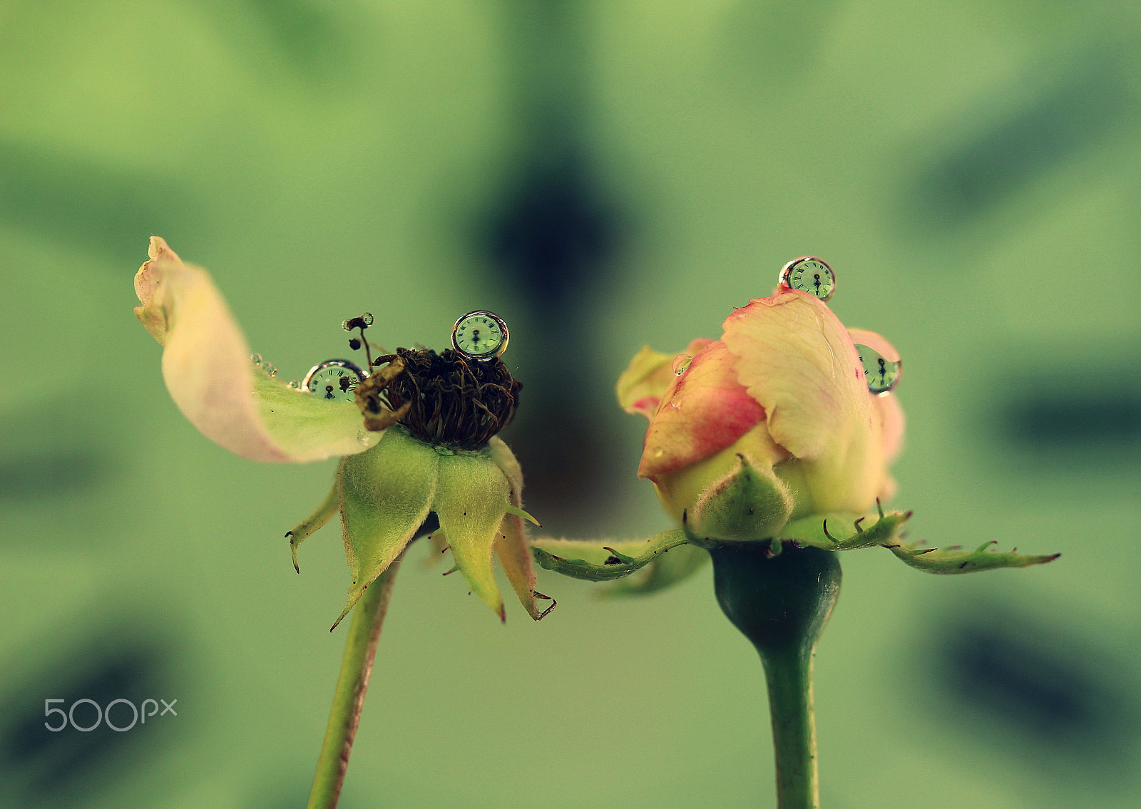 Canon EF-S 60mm F2.8 Macro USM sample photo. When i was young photography