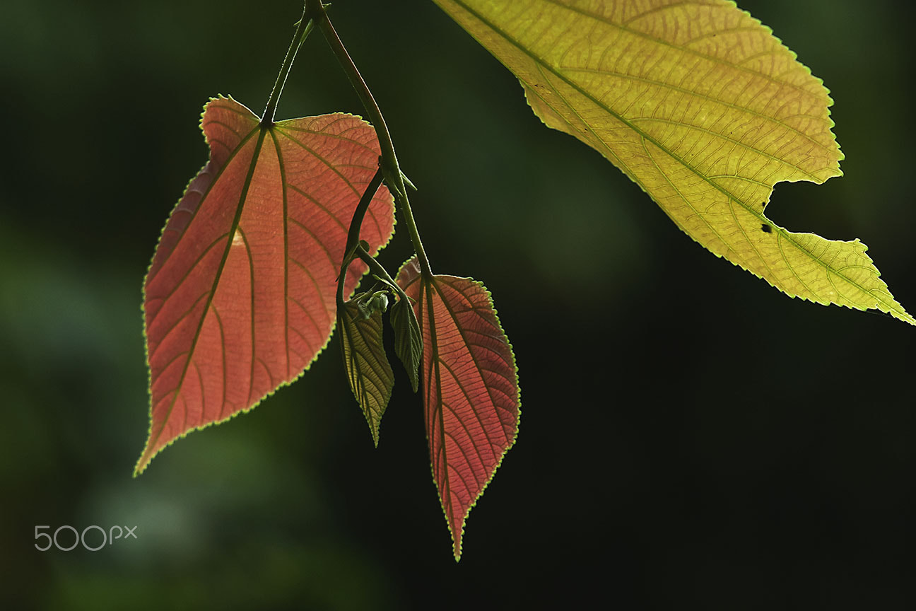 Nikon D80 sample photo. Tender leaves photography