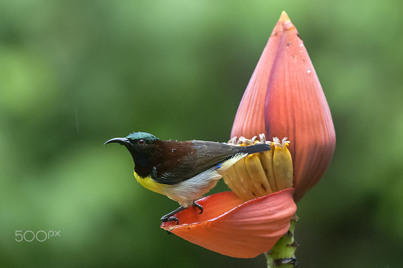 Nikon D80 sample photo. Sunbird photography