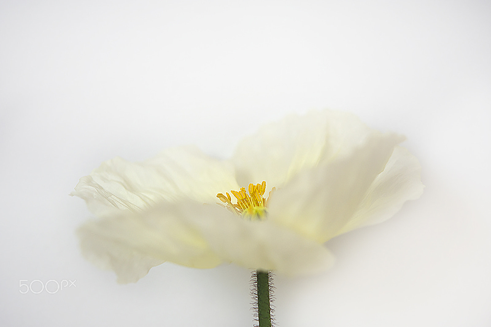 Nikon AF-S Micro-Nikkor 60mm F2.8G ED sample photo. White photography