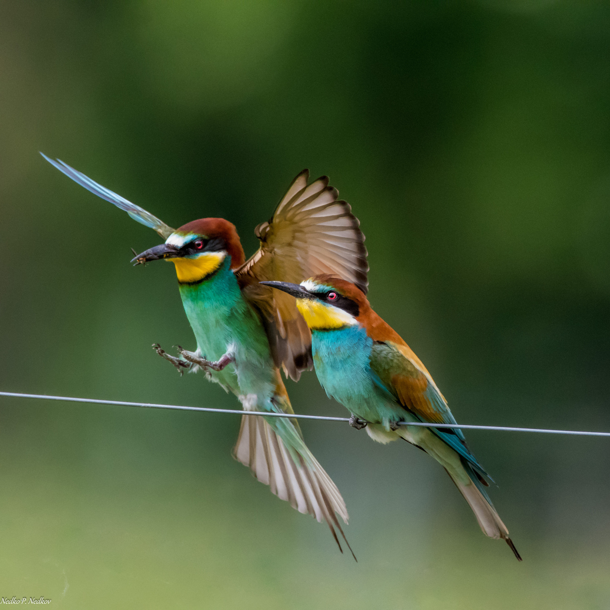 Nikon AF-S Nikkor 600mm F4E FL ED VR sample photo. A couple photography