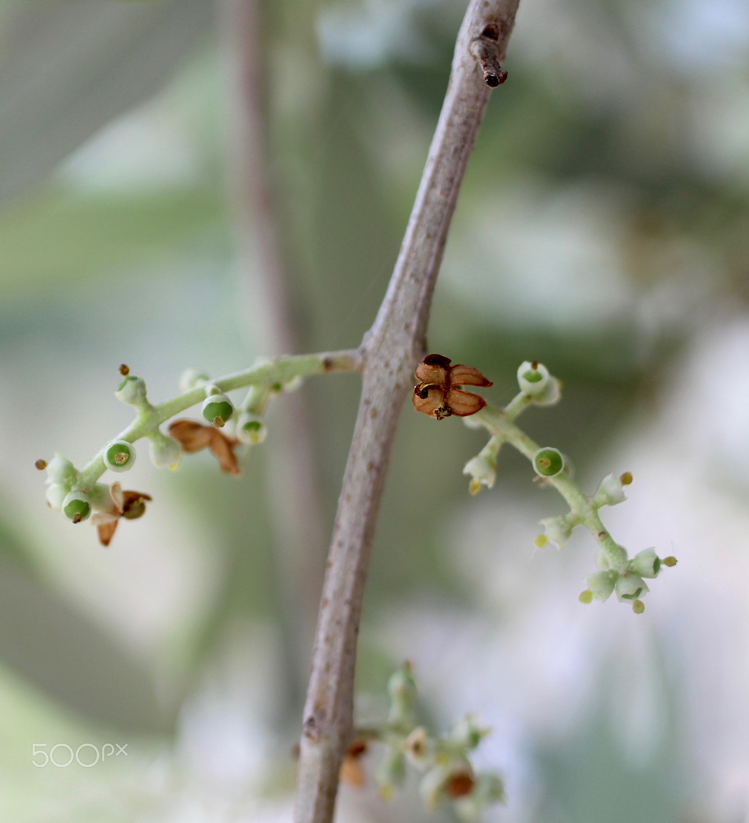 Canon EOS 600D (Rebel EOS T3i / EOS Kiss X5) + Canon EF 50mm F2.5 Macro sample photo. Olivenknospen © liebeolive.de photography